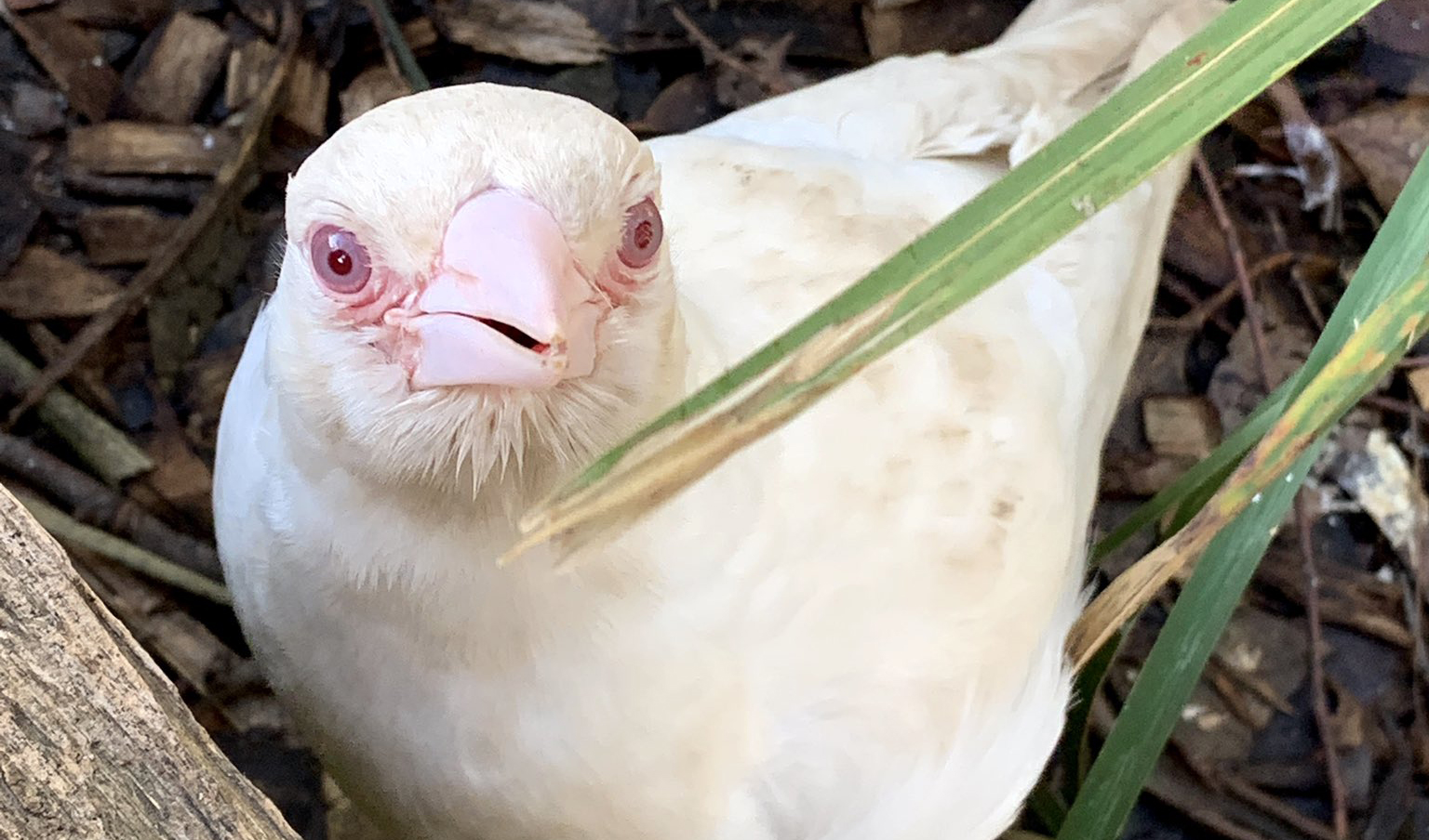 albino-magpie.jpg